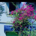 Derya
