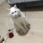 Metin