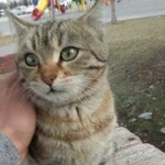 Enes