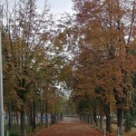 Nihal