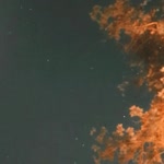 Çiğdem