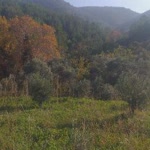Çiğdem