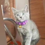 İlknur