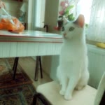 Kübra