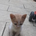 Nur