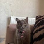 Zeynep