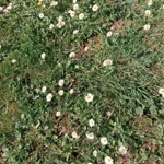 Necmiye