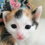 Aynur