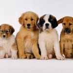Köpek