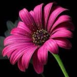 Meral