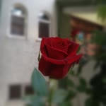 Nurdan