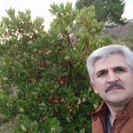 Sefa