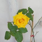 Elif