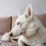 Emine