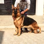 Baljinder