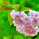 Bahar