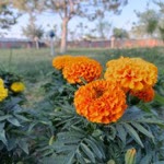 S. Siirt