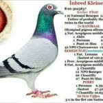 Erdal