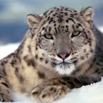 Mecit