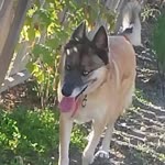 Zeynep