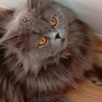 Yüksel