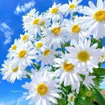 Arzu