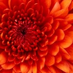 Yasemin
