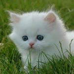 Engin