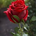 Salih