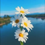 Dil