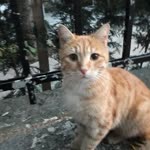 Nergis