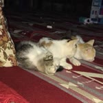 Profil fotoğrafı