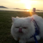 Metin