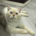 Volkan