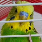 Aynur