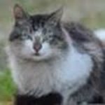 Filiz