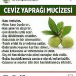 Züleyha
