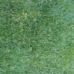 Ayşe