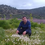 Nihat