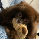 Zehra