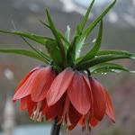 Fatoş