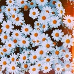 Neslihan