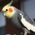 Bartu