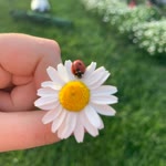 Dilek