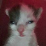 Haryn