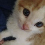 Derya