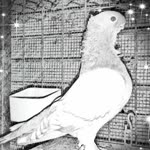 Profil fotoğrafı