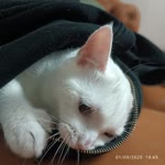 Yasemin