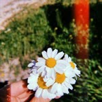 Yasemin