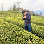 Yavuz